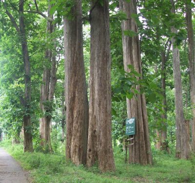 Teak-Forest-1 Teak-Forest-1